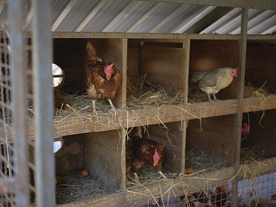 传统有机农场的母鸡。