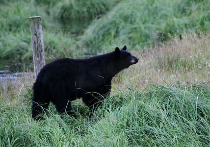 阿拉斯加黑熊