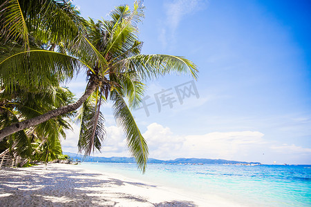 夏天椰子树摄影照片_在白色沙滩的可可椰子树