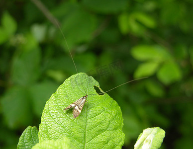 蛾 Nemophora degeerella