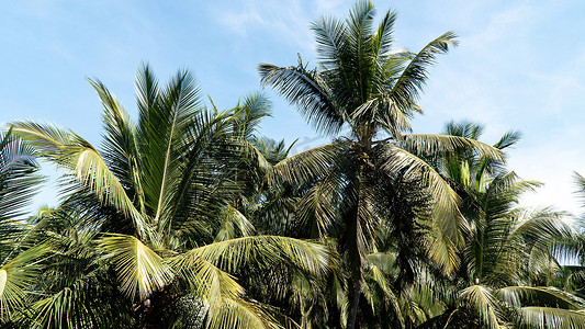 反对蓝天的棕榈树丛，密林，题词的地方