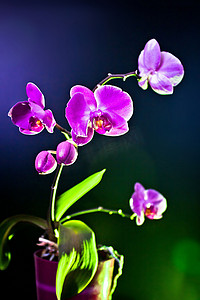紫色氛围摄影照片_兰花（蝴蝶兰氛围）视图