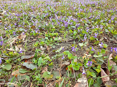 春天盛开的紫罗兰地毯，气味浓烈