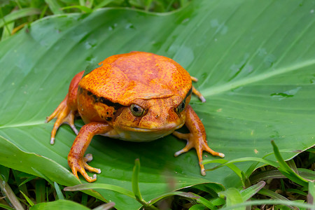 一只大橙色青蛙坐在一片绿叶上