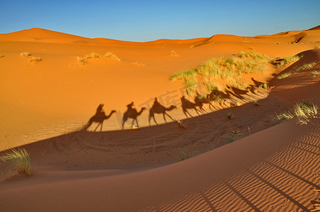 骆驼的影子在梅尔祖卡沙漠，摩洛哥