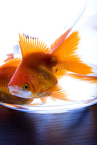 水族鱼缸摄影照片_水族馆里的金鱼用水