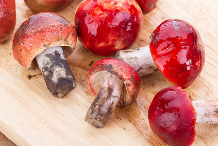 玫瑰红摄影照片_木板上的新鲜玫瑰红菇真菌