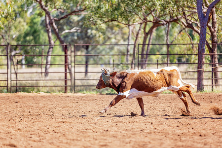 奔跑的牛摄影照片_澳大利亚乡村牛仔竞技表演中的奔跑小牛