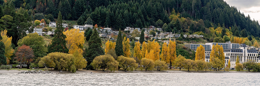 黄杨树摄影照片_新西兰城市秋天的黄杨树