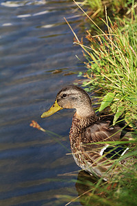 鸭子游泳摄影照片_水面上的雌性鸭子肖像