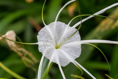 美丽的蜘蛛百合，Hymenocallis littoralis