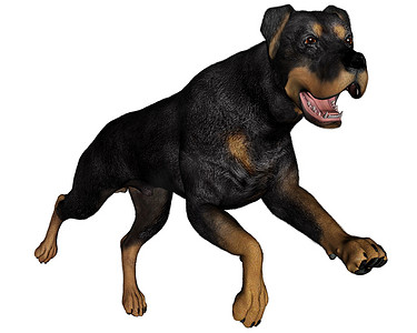 罗威纳犬跑 — 3D 渲染
