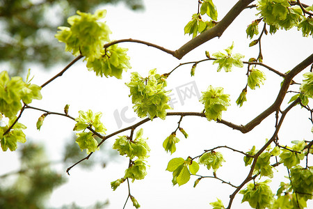 Camperdown 的榆树，小鲜绿的叶子在五月开花