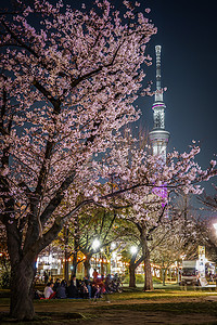 东京晴空塔和夜樱海鲜