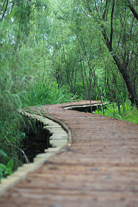 西溪湿地摄影照片_杭州西溪湿地木桥