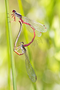 两只小红豆娘 (Ceriagrion tenellum) 交配