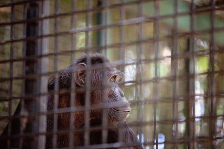 关在笼子里的黑猩猩猴子