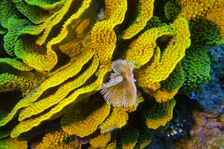 黄色 turbinaria mesenterina 珊瑚和扇形蠕虫，水下