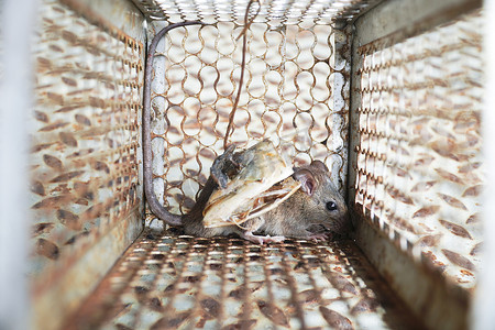 一只老鼠被困在捕鼠笼里的特写镜头，室内的啮齿动物控制笼。