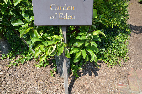 伊甸园标志与绿叶植物