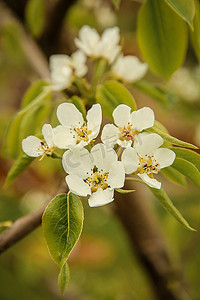 金线梨花摄影照片_梨花月可能在树枝上开白花
