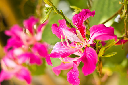莫兰迪粉色边框摄影照片_蝴蝶树、兰花树、紫荆花