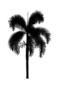 白色 backgr 上美丽的棕榈树剪影观赏植物