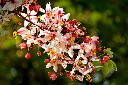 决明子 Bakeriana Craib 花