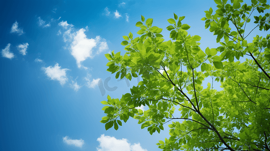 蓝天绿叶摄影照片_蓝天下的绿叶树