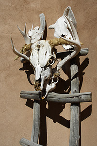 新墨西哥州摄影照片_新墨西哥州特鲁查斯的牛头骨装饰