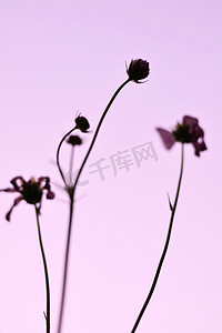 波斯菊花紫色