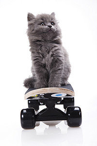 滑板猫，萌宠炫彩主题