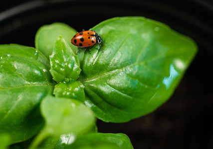 昆虫蔬菜摄影照片_新起点植物甜罗勒香草叶瓢虫昆虫