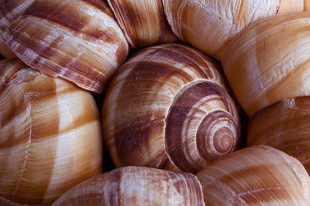 蜗牛壳