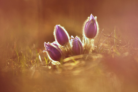 人气大牌摄影照片_春天和春天的花朵。