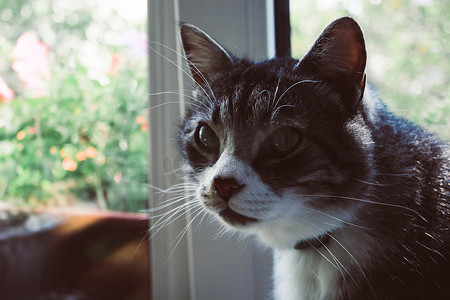 白脸灰猫坐在窗户背景上