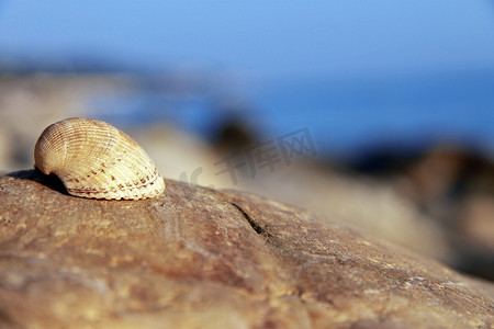 海贝壳躺在海边的石头上