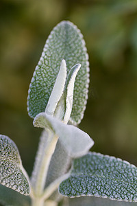 purpurea摄影照片_紫莲花 (phlomis purpurea) 植物