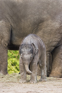 亚洲象——大妈妈，小孩子