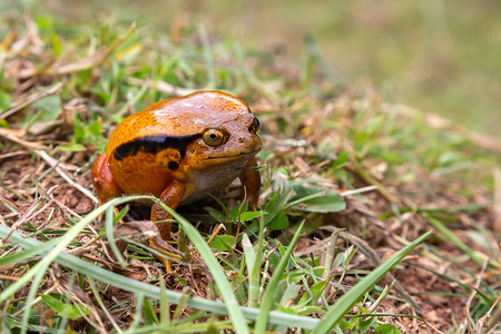 大橙色摄影照片_一只大橙色青蛙坐在草地上