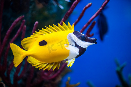 盐水水族馆中的 Onespot Foxface 兔鱼特写