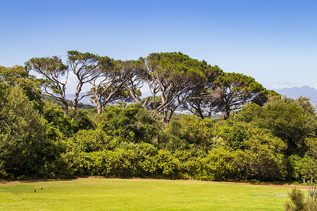 博康摄影照片_南非开普敦康斯坦博西植物园内巨大的南非树木。
