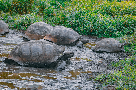 乌龟洗澡摄影照片_加拉帕戈斯群岛圣克鲁斯岛上的加拉帕戈斯巨龟