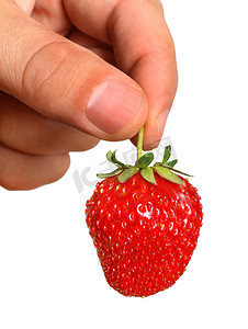 新鲜、多汁、健康的草莓在手中，与世隔绝