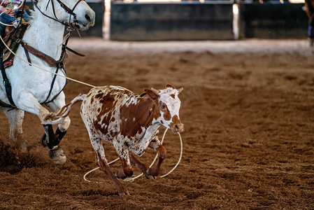奔跑的牛摄影照片_牛仔套着奔跑的小牛