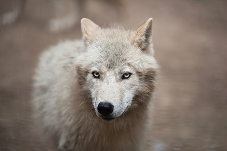北极狼摄影照片_北极狼 (Canis lupus arctos) 又名北极狼或白狼 -