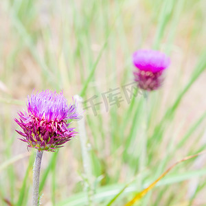草地上的小花摄影照片_草地上的蓟花。 