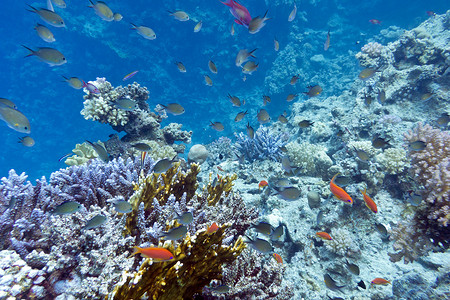 珊瑚礁与硬珊瑚紫色鹿角珊瑚在热带海洋，水下