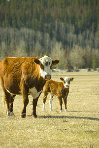 母牛和小牛