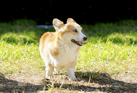 威尔士柯基犬彭布罗克